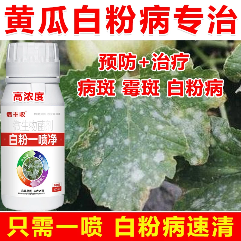 黄瓜白粉病黄瓜白粉病专用药黄瓜杀菌剂白粉病专治微生物肥料