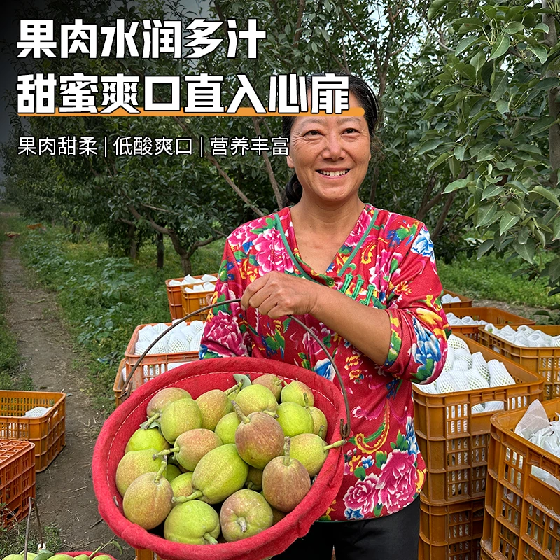 包邮2025年库尔勒香梨原产地直发新鲜采摘坏果包赔