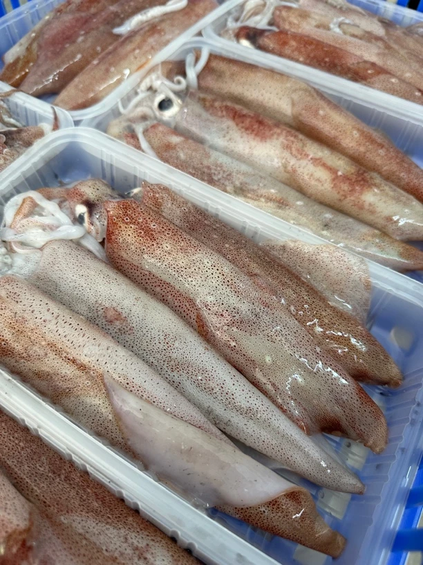 (石榴专属)惠来神泉港 手钓鱿鱼