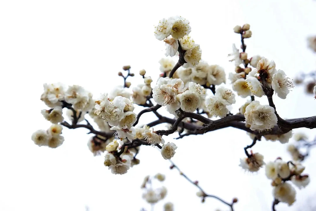 龙游梅1拍1发10（原生）