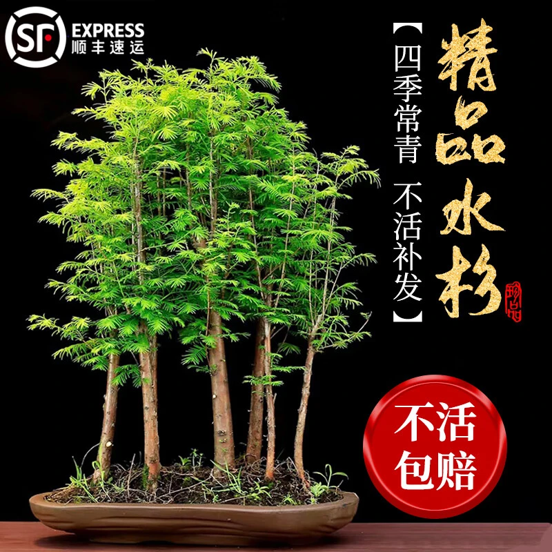 水杉盆栽树苗室内办公室桌面水培植物客厅落羽杉盆景四季常青绿植