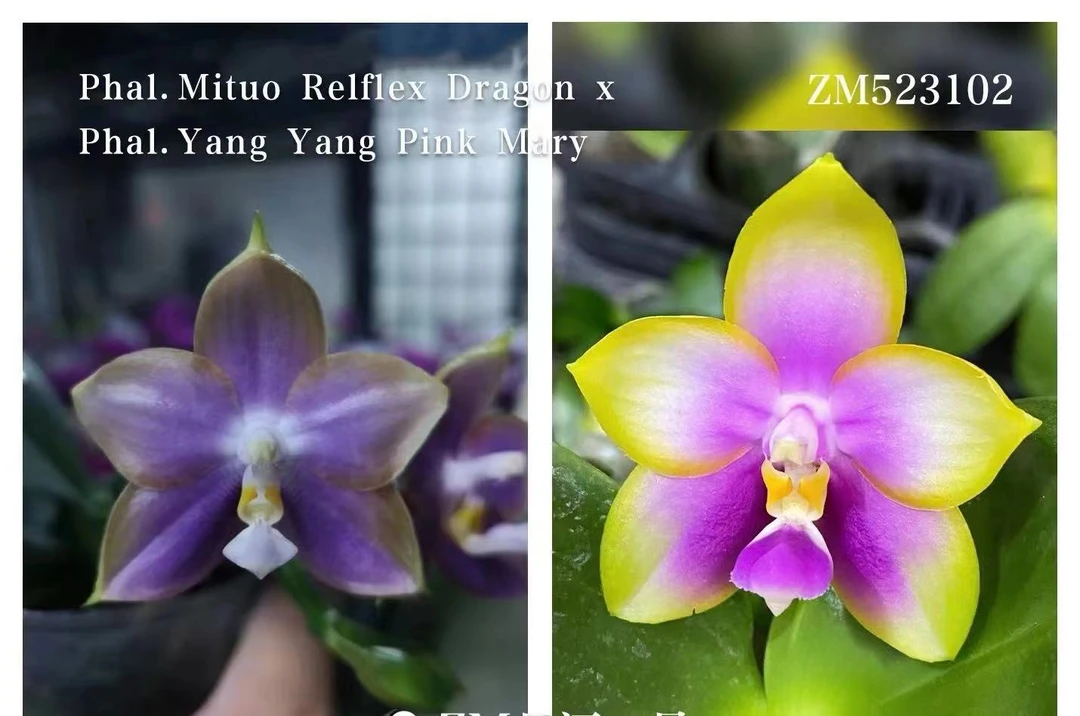 2.5寸 弥陀反射龙交洋洋粉玛丽-抽花梗 原生趣味蝴蝶兰