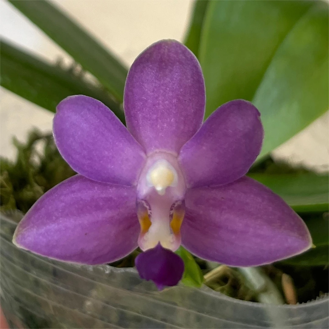 2.5寸 紫马丁-抽梗苗 叶瑕刚出根 原生趣味兰