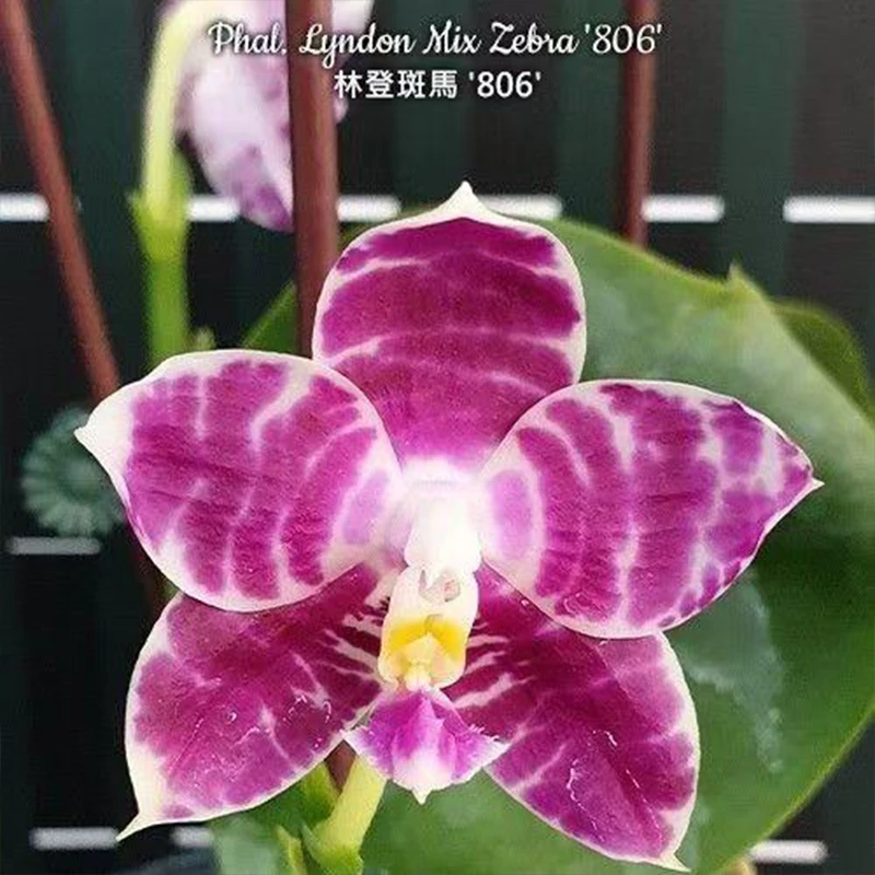 2.5寸 林登斑马‘806’-花梗苗 原生 趣味兰