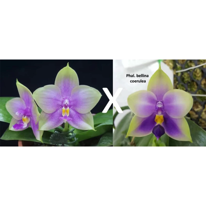 2.5寸 微笑王子交蓝贝-开花株 原生趣味兰 蝴蝶兰