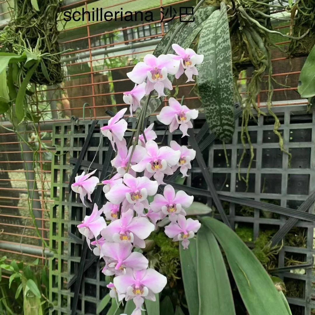 2.5寸 沙巴西 Phal. schilleriana x sib -苗 趣味兰 实生