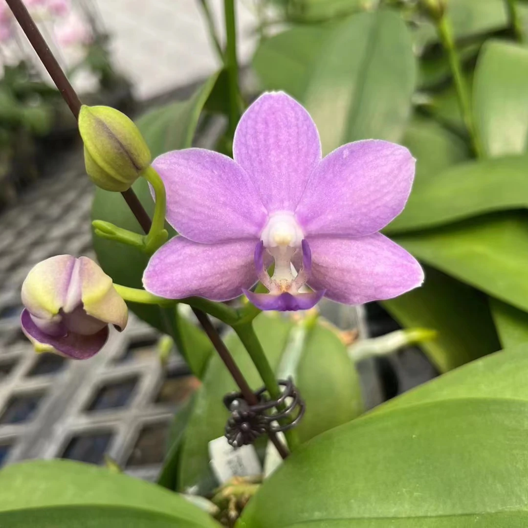 4寸 紫玉铃铛387-带花苞/开花株 原生趣味兰