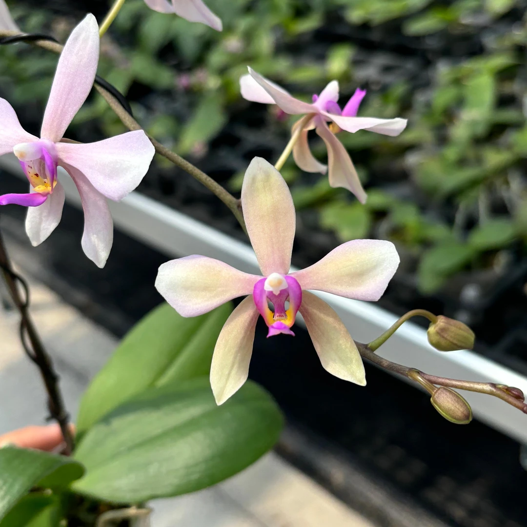 4寸 阿玛交滇西蝴蝶兰-苗 原生趣味兰