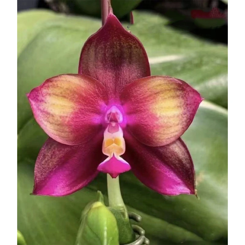 2.5寸 弥陀彩虹520-苗【叶瑕 重新种未出根】 原生趣味兰