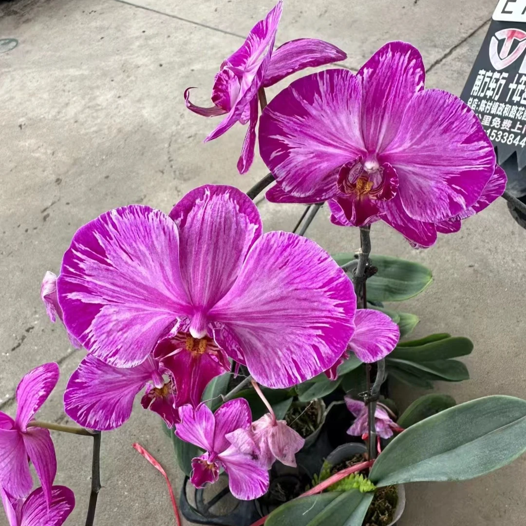 3.0寸 硬壳杯 闪边大辣椒-苗 蝴蝶兰 商品兰