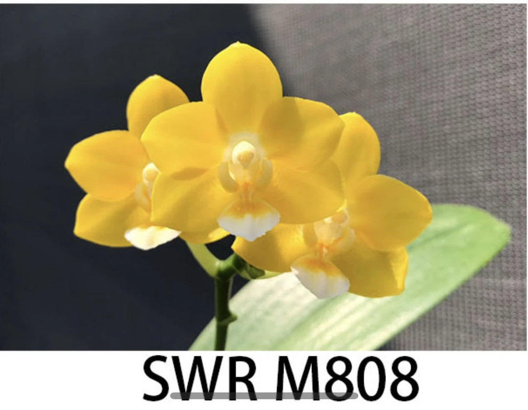 2.5寸 SWRM808 雅风黄金香水-苗【剪过梗 叶瑕】 原生蝴蝶兰