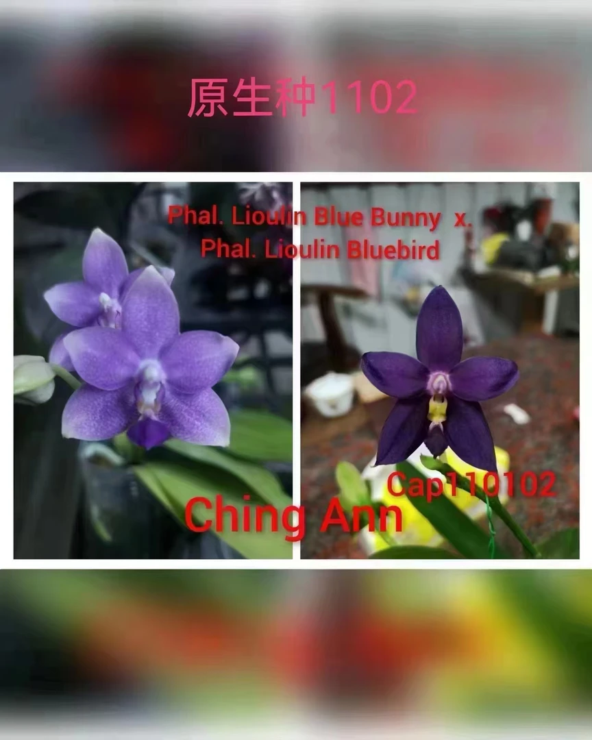 2.5寸 1102 蓝兔交蓝鸟-苗【少根 叶瑕】 原生趣味兰 蝴蝶兰