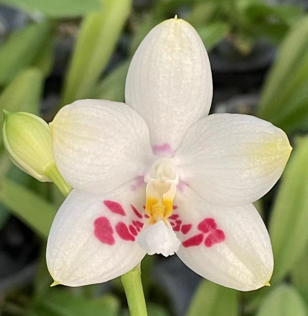 1.7寸 Phal.Zheng Min Eagle郑敏之鹰-苗（ 无根 叶瑕） 蝴蝶兰