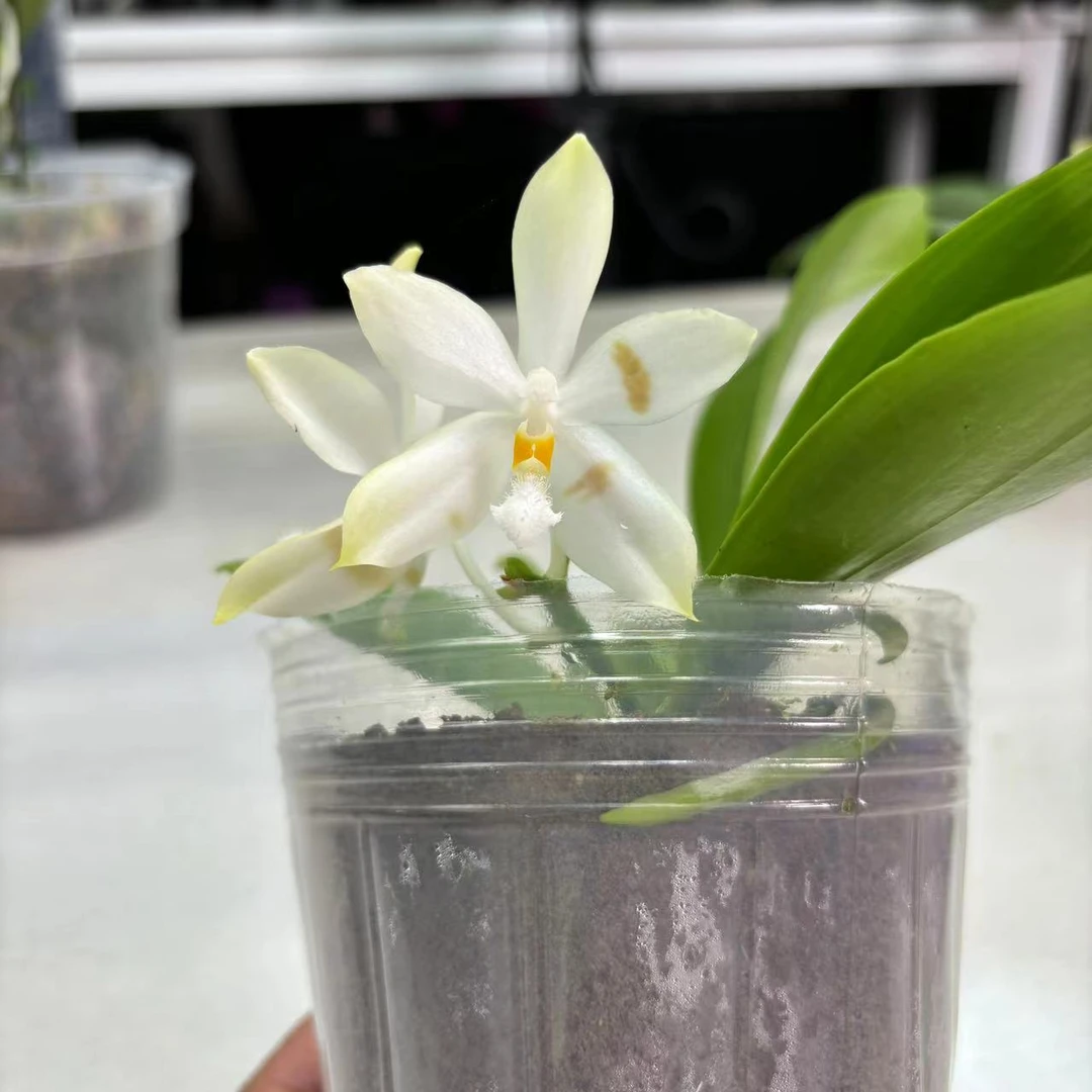 3.5寸 米库氏交盾花-开花株 原生趣味兰