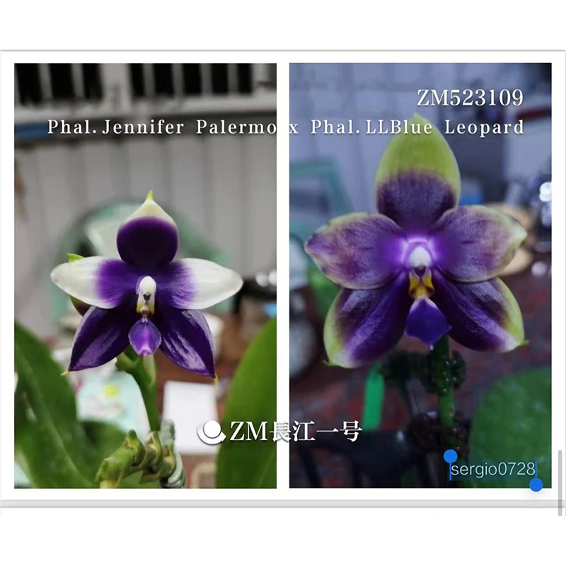 1.7寸 蓝珍妮佛交蓝豹-苗  原生趣味兰