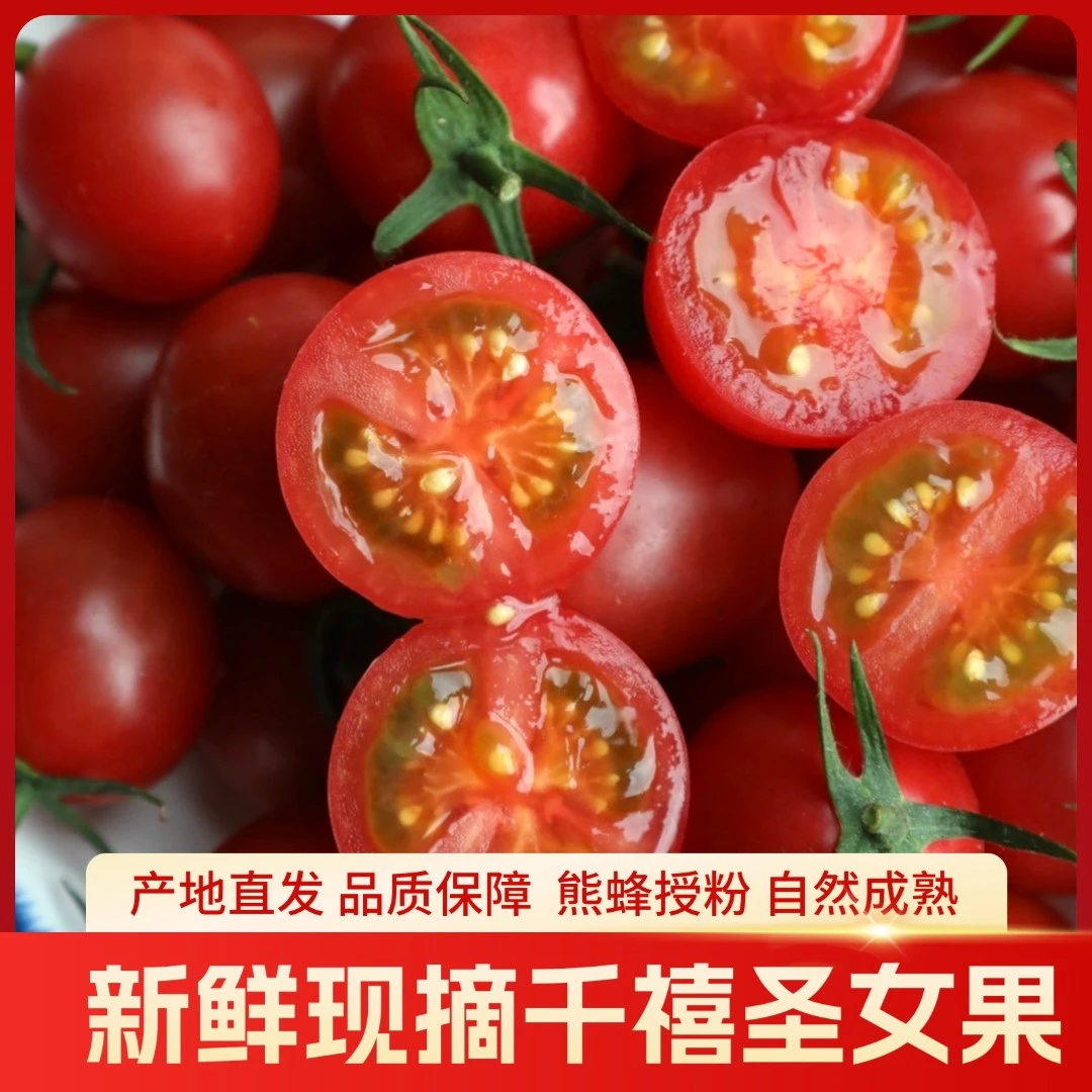 【熊蜂授粉】千禧小番茄圣女果酸甜口感爆汁小番茄自然甜熟顺丰包邮