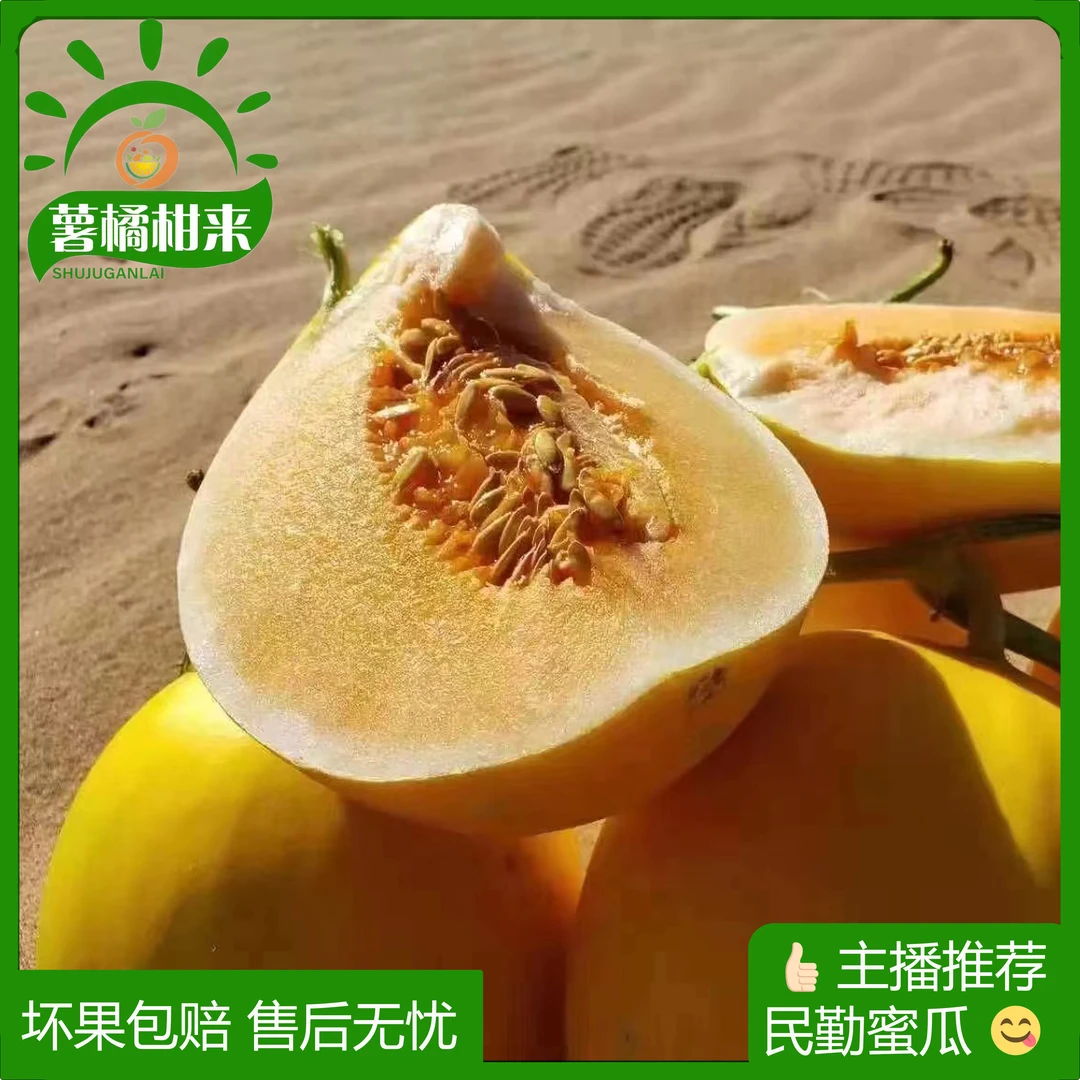 甄选甘肃民勤 沙漠蜜瓜 新鲜头茬瓜 现摘现发 自然成熟 中通包邮