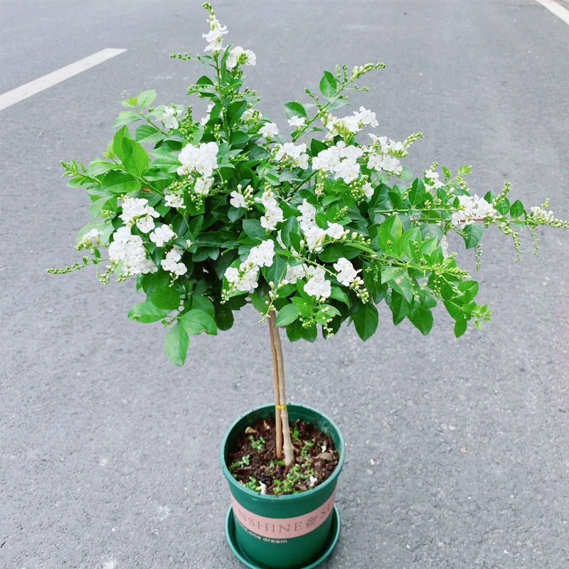 白色蕾丝金露花带花苞四季开花多年生常绿好养耐热