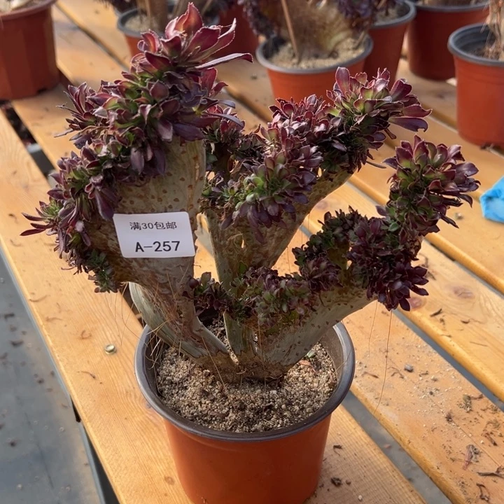 257 黑法缀 宽度23 公分 带虫咬