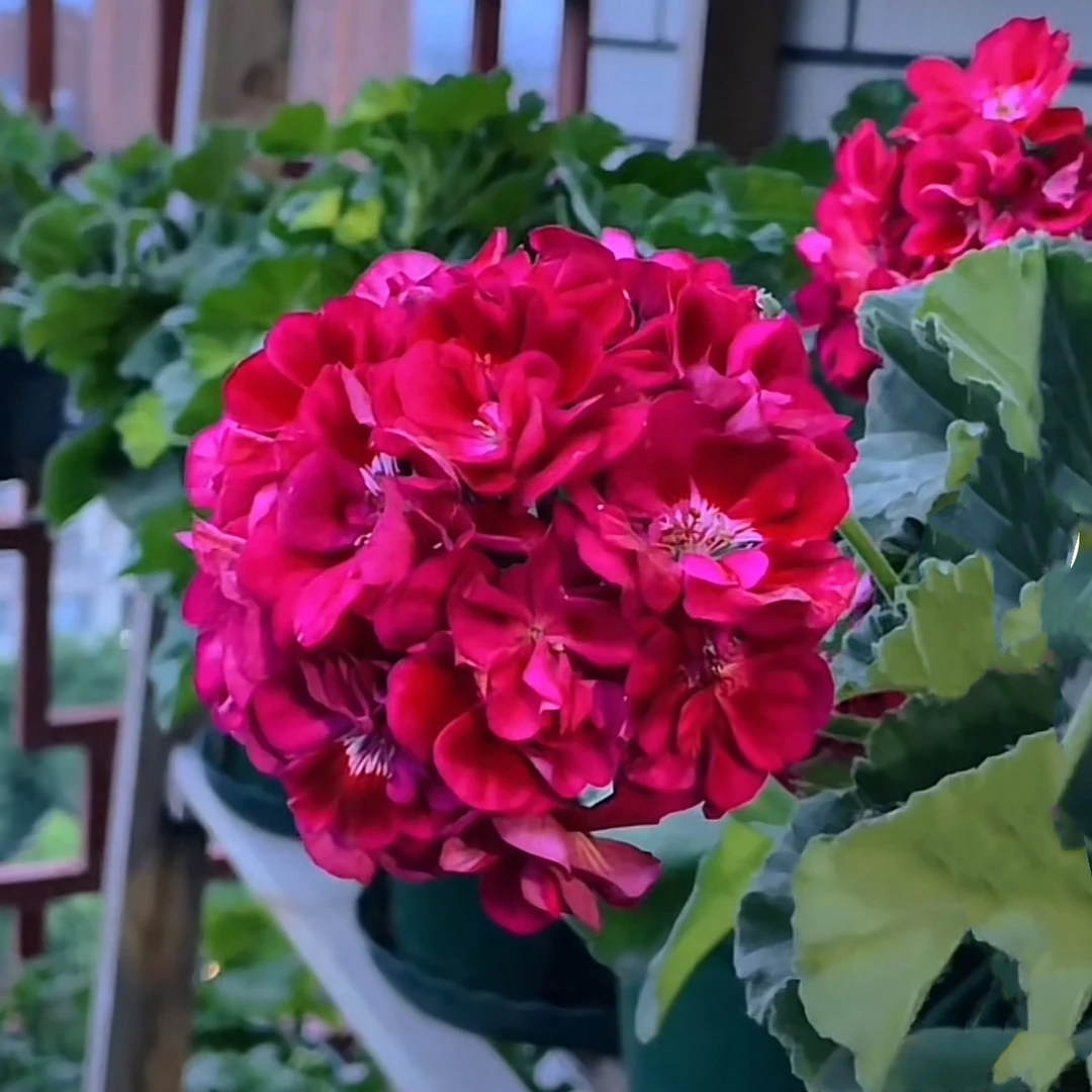 【樱桃仙子】 直立重瓣，紫红色丝绒感天竺葵（带花苞 包对版）