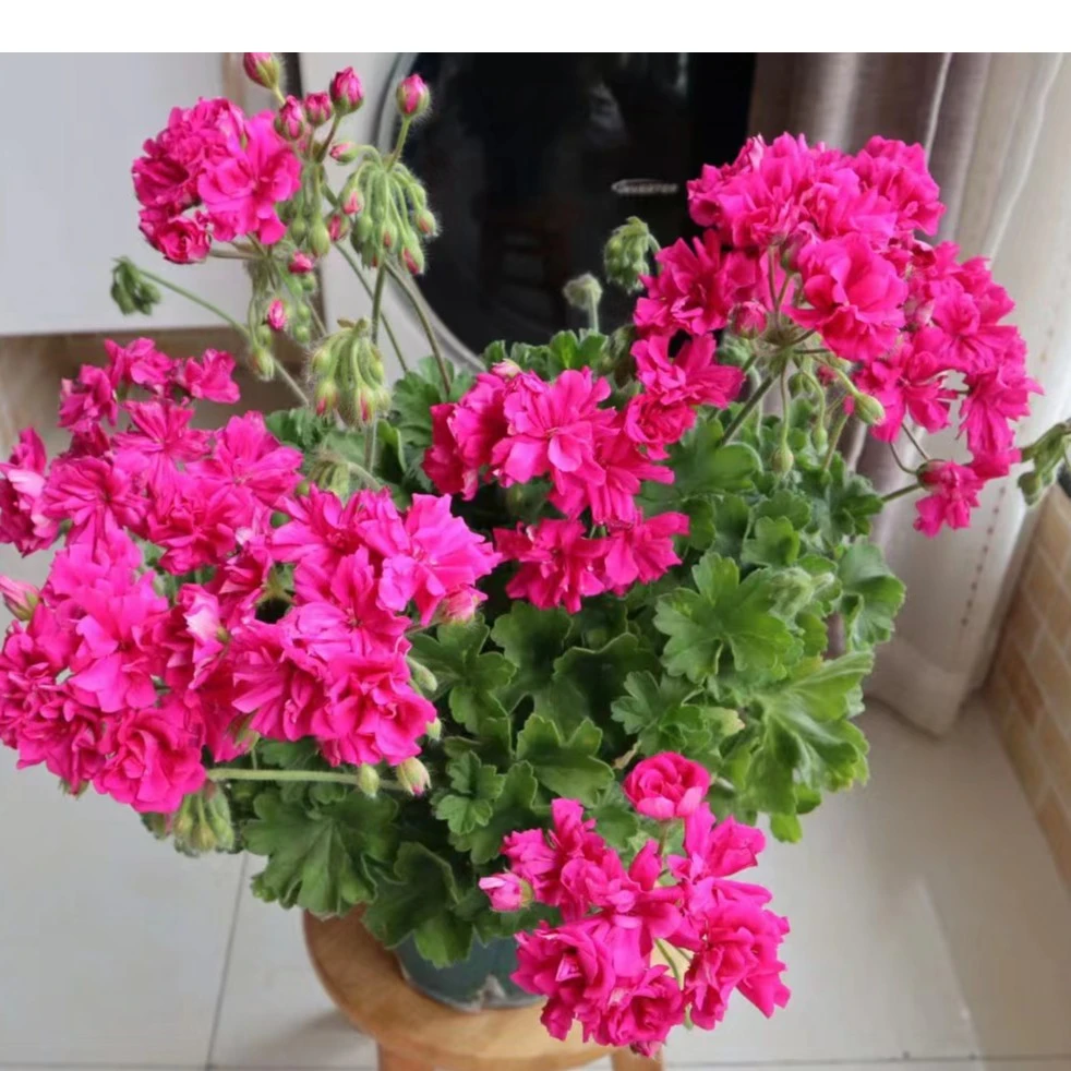 【半兽 奢侈品】兽系直立天竺葵 （带花苞  包对版）