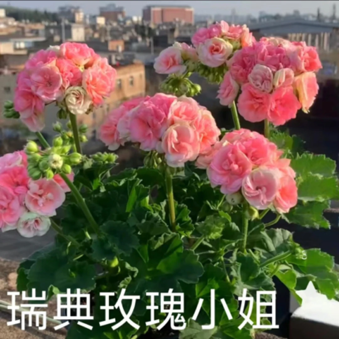 【瑞典玫瑰小姐 150盆 】直立重瓣天竺葵 （带花苞  包对版）