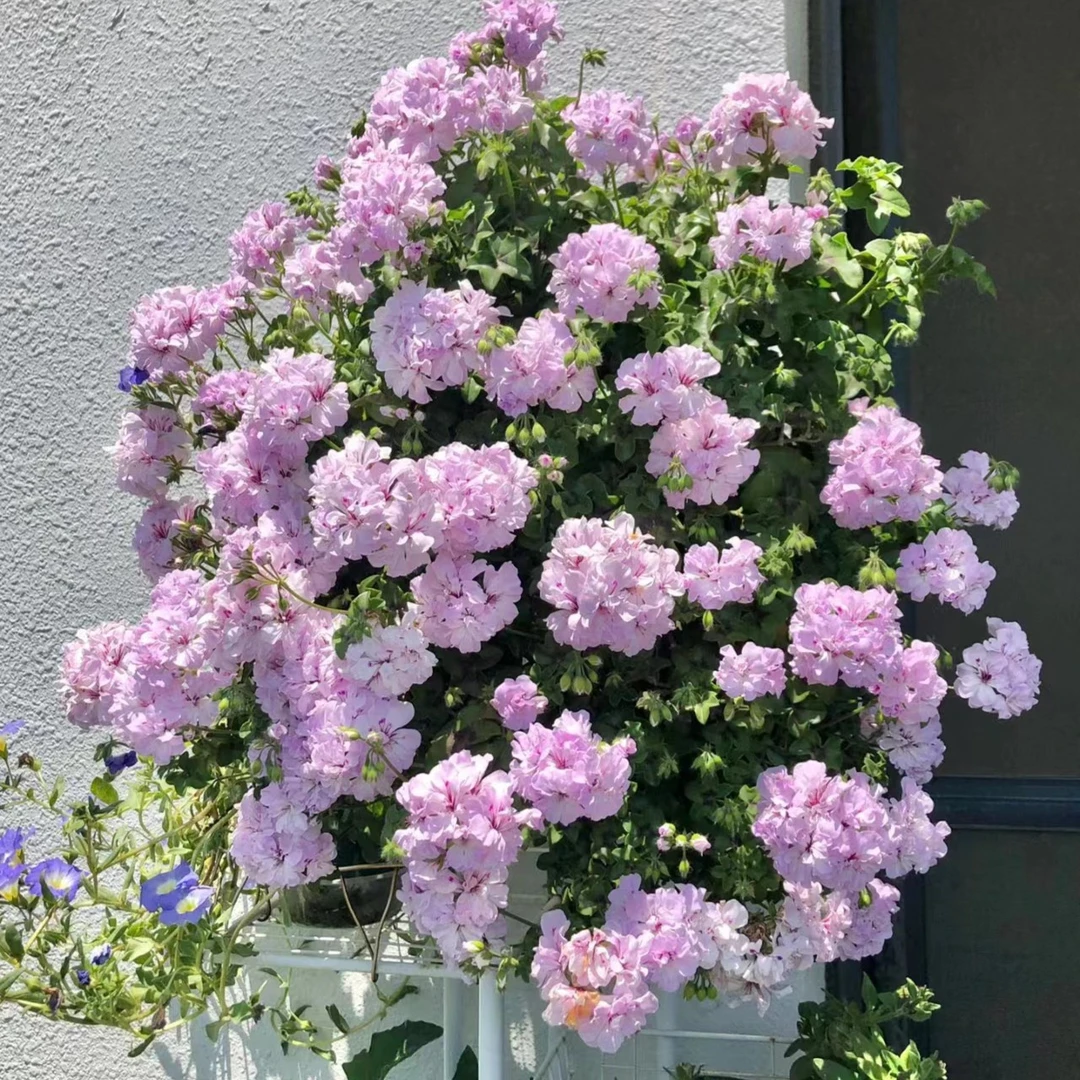 【垂吊-吉普赛女郎】叶子有香味垂吊天竺葵 带货（有花苞 包对版）