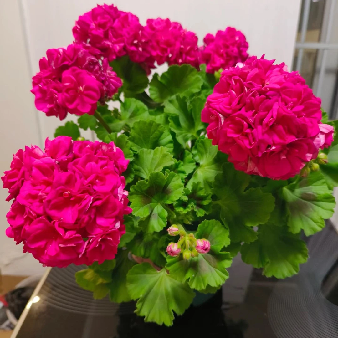 【云裳 】直立天竺葵 勤花超大花球（带花苞 包对版 ）