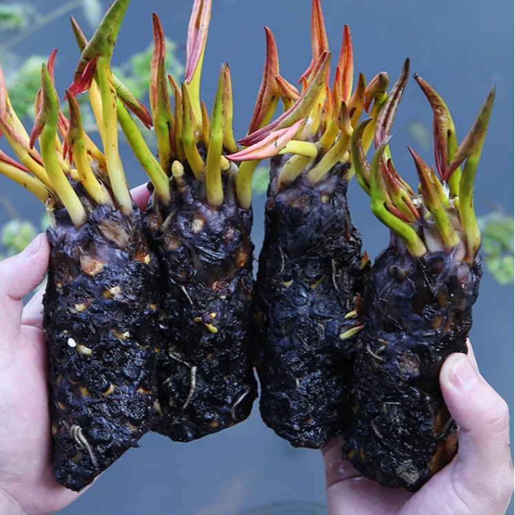 睡莲花水培植物四季水养水莲花苗耐寒大睡莲根块荷花阳台迷你庭院