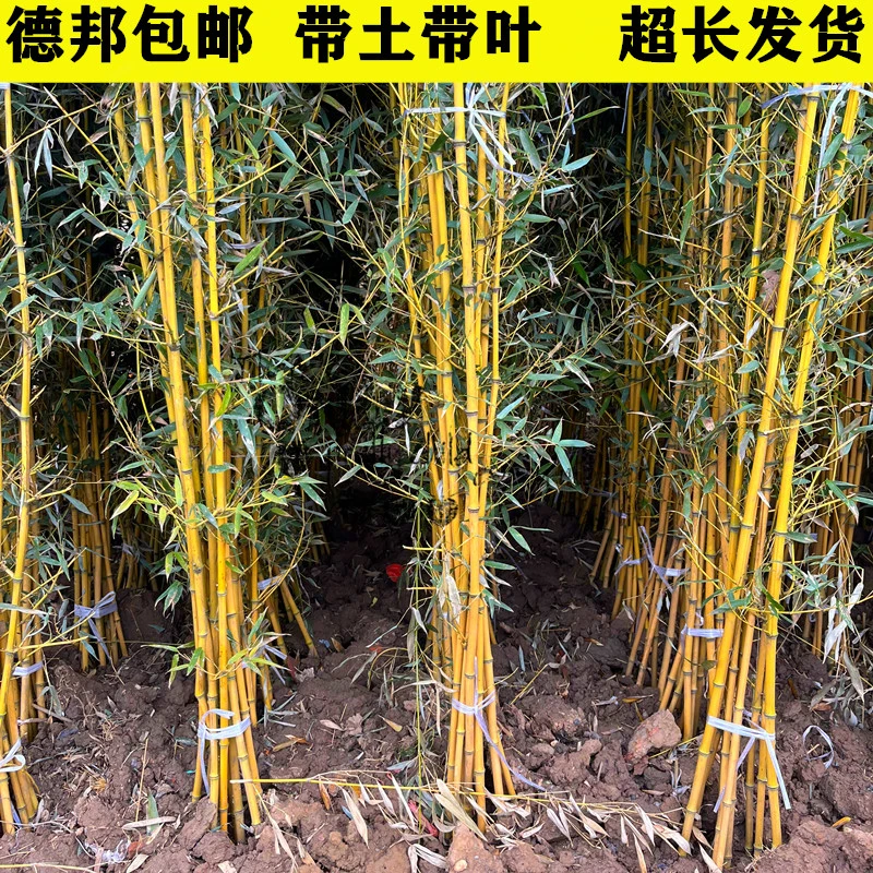 竹子苗庭院北方耐寒竹子植物四季常青米竹黄金竹青竹苗紫竹苗盆栽