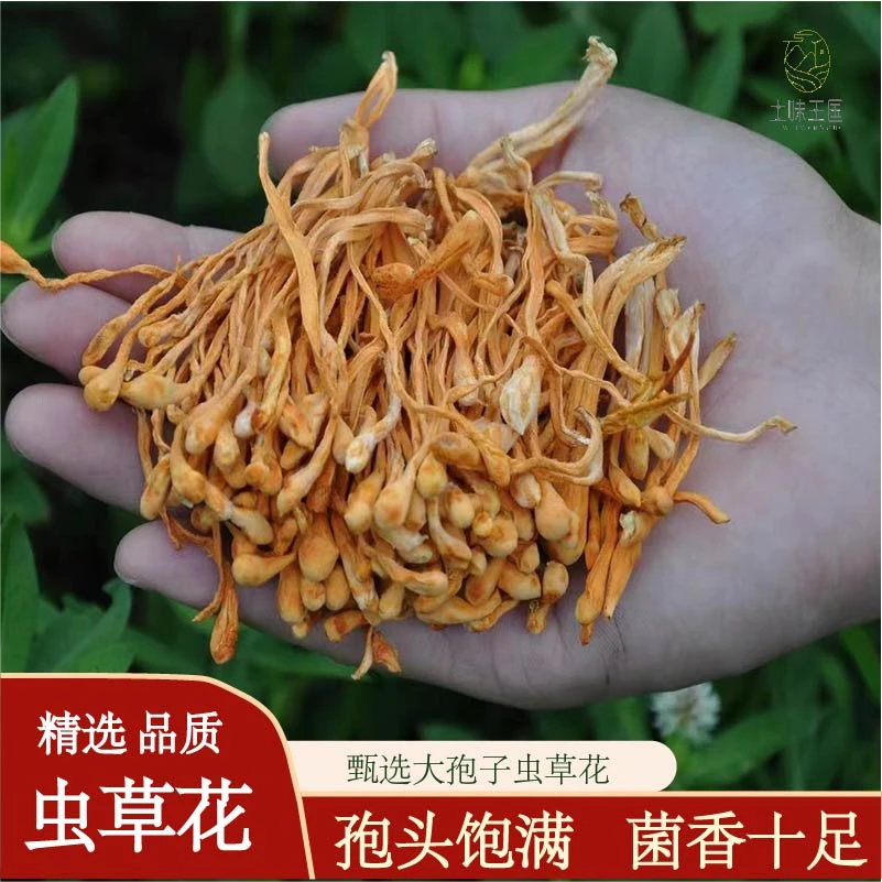 虫草花金虫草煲汤食材100克250克500克