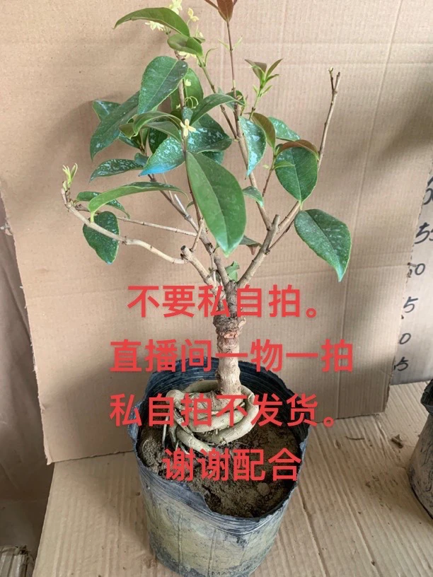 一物一拍四季桂八月桂盆栽苗(脱盆土球+黑色育苗盆发货)