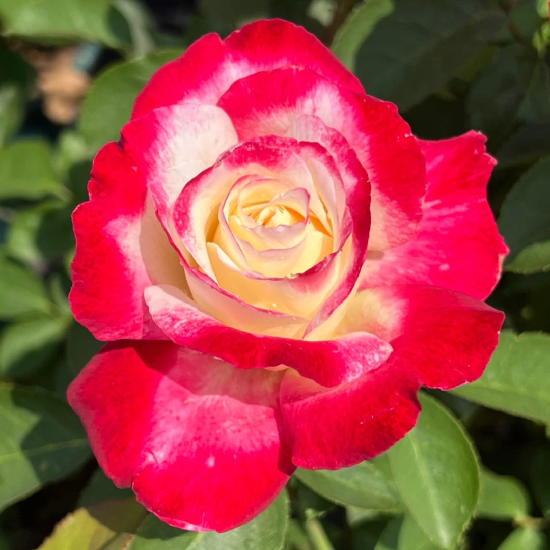 【红双喜】2＋浓香红色复色切花鲜花玫瑰花型