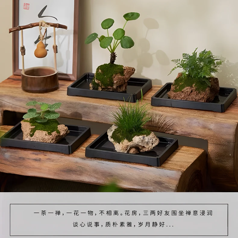 吸水石微景观 懒人绿植 禅意绿植 雅致观赏