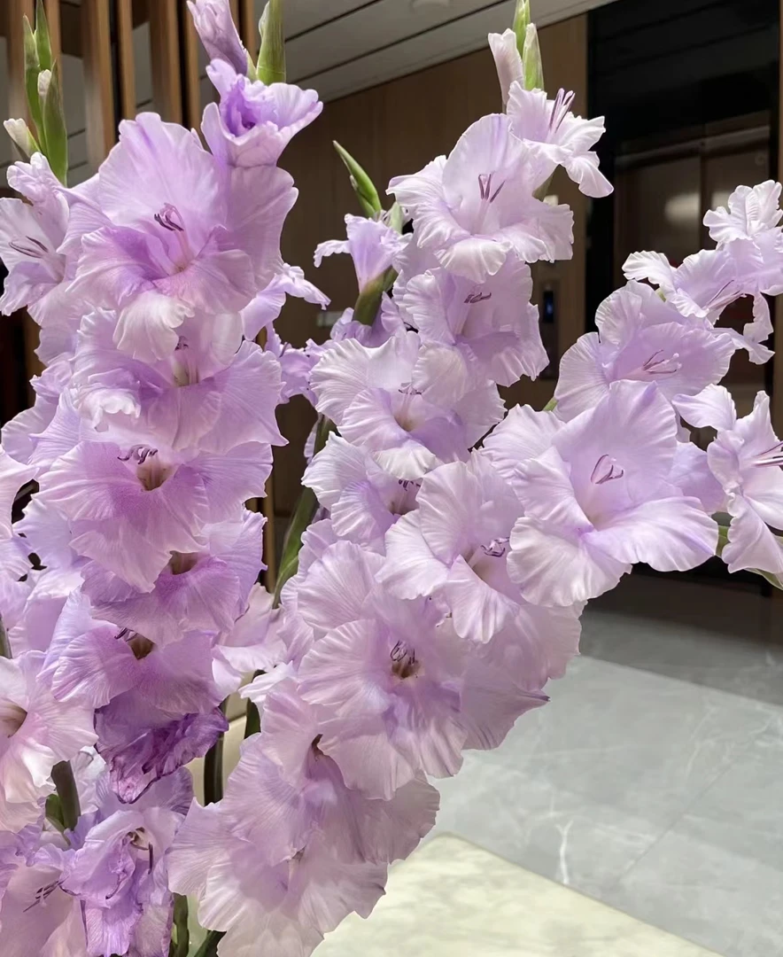 【优选】香芋紫剑兰  基地顺丰包邮