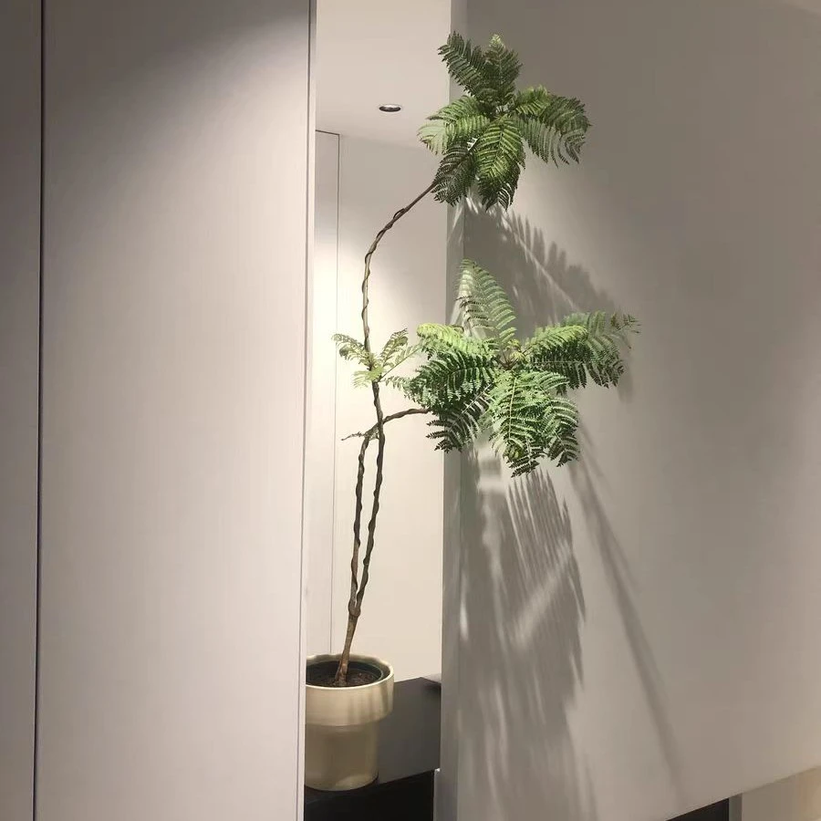 蓝花楹 庭院花园室内观景绿植盆栽 观叶观花绿植花卉