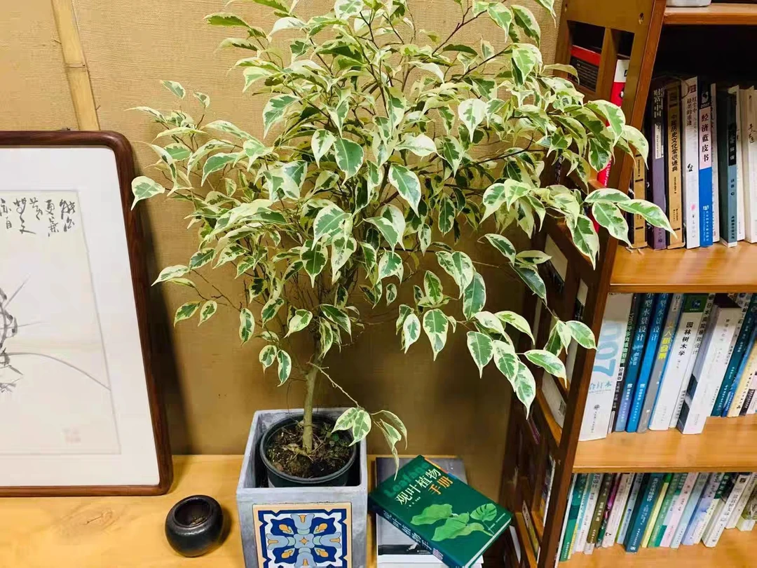 星光垂榕花叶榕小叶榕树观叶植物室内花园绿植包邮网红你好植物