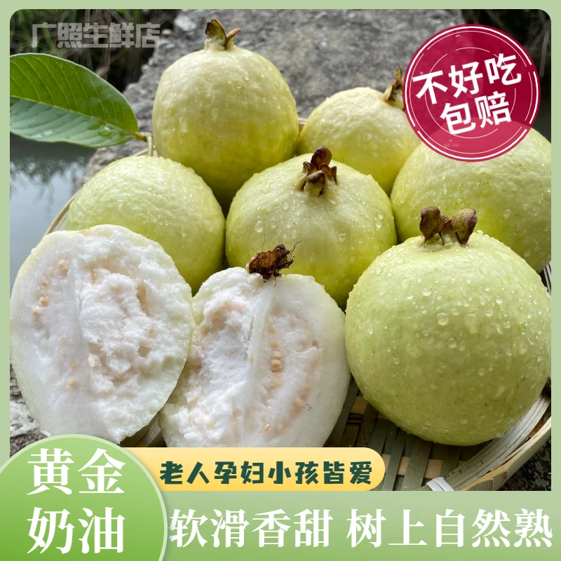 廣照增城奶油芭乐白心番石榴河唇白肉新鲜鸡屎果树上熟产地直发