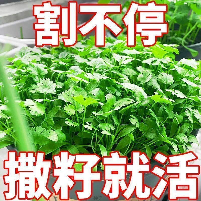 【2包香菜种子】阳台室内花卉盆栽庭院蔬菜种子四季种植香菜籽种子