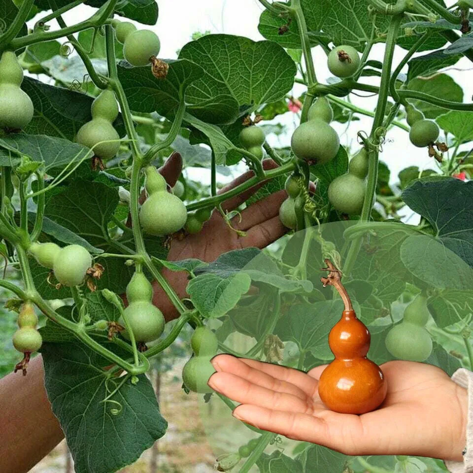 【2包手捻小葫芦种子】芦四季盆栽植物文玩亚腰小葫芦籽新品种种子