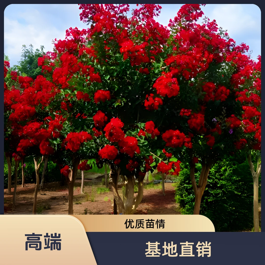 进口红火箭紫薇 贵妃球 庭院 别墅 景观树 寓意富贵吉祥