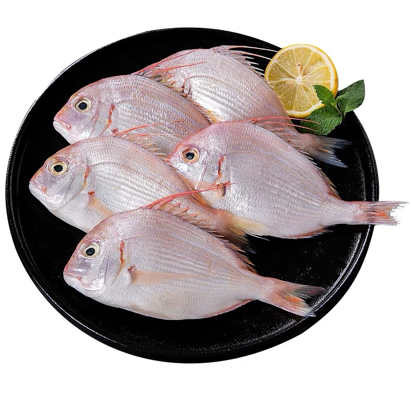 福建本港现捕新鲜加吉鱼大赤棕鱼海捕赤棕鱼活冻海鲜水产品鲜活