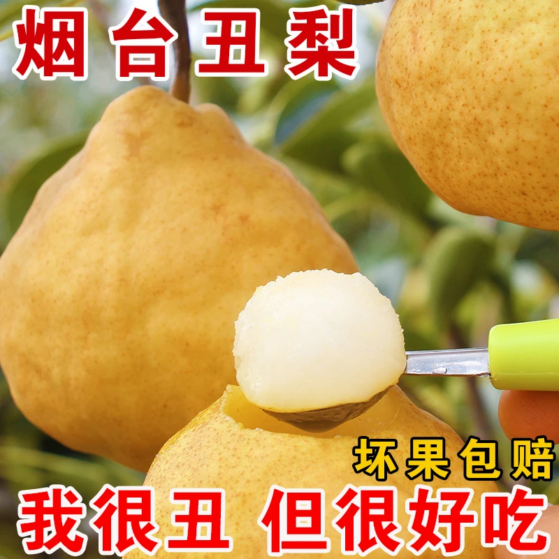 A【正宗烟台丑梨】大中华丑梨软糯多汁水果啤梨应季水果太婆梨