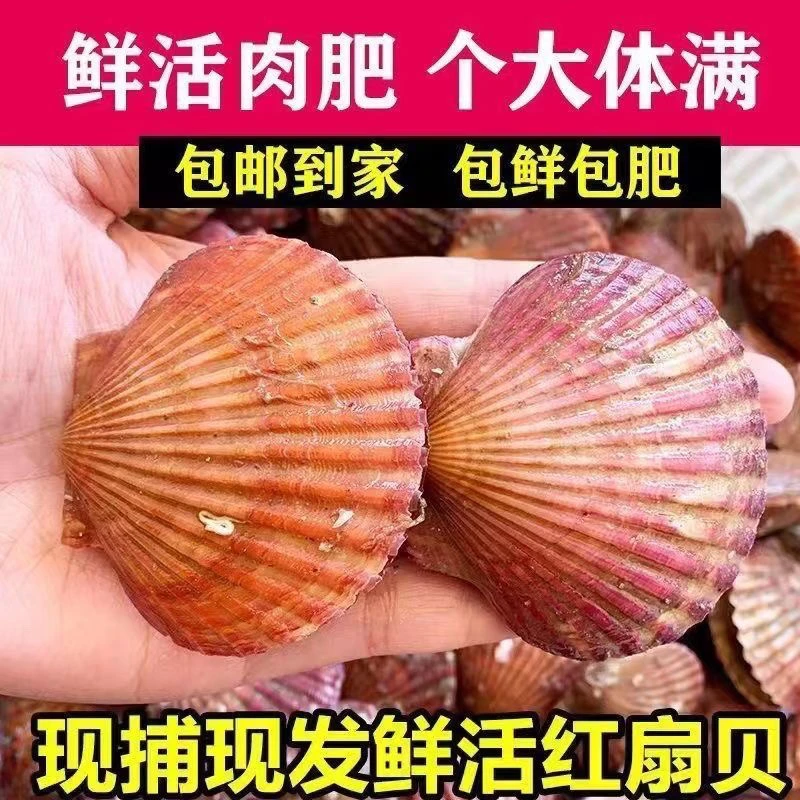 中大号扇贝红贝港湾贝（一斤13个左右）鲜活发货～