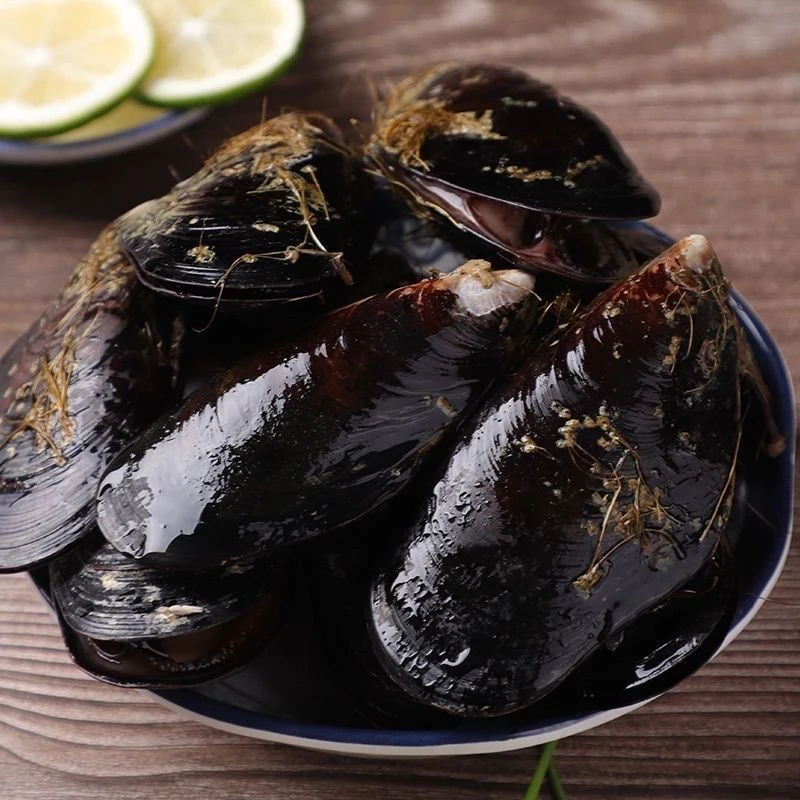 鲜活海虹青口贻贝淡菜无沙海虹贝类水产现捕现发