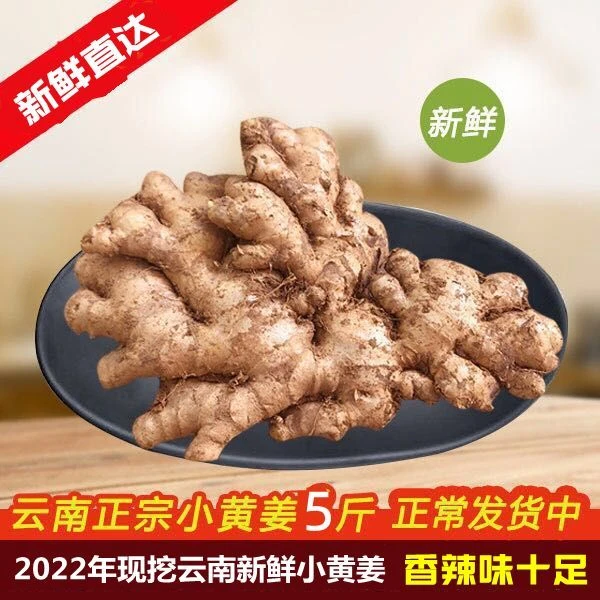 云南小黄姜新姜老姜土姜理疗艾灸小黄姜1/3/5/10斤整箱