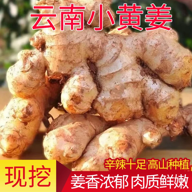【高山种植】云南小黄姜嫩姜鲜姜生姜新鲜黄姜1-9斤现挖姜新鲜