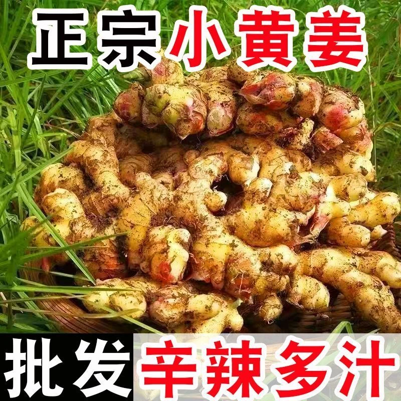 【现挖现发】2023正宗精选小黄姜新鲜生姜子姜姜蔬菜生姜批发沙姜