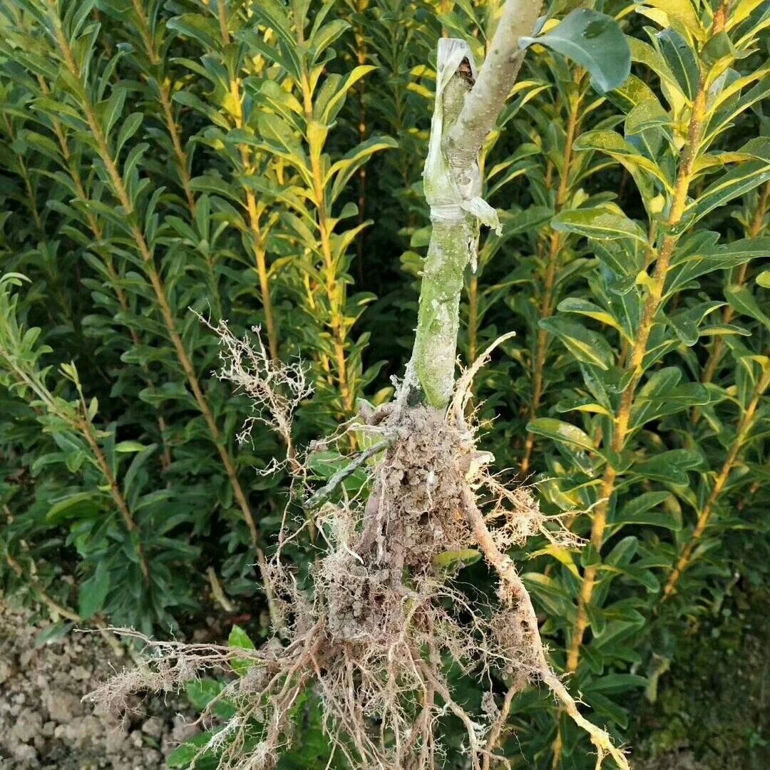 景晟佳源优质两年嫁接杨梅苗基地直供2株起包邮