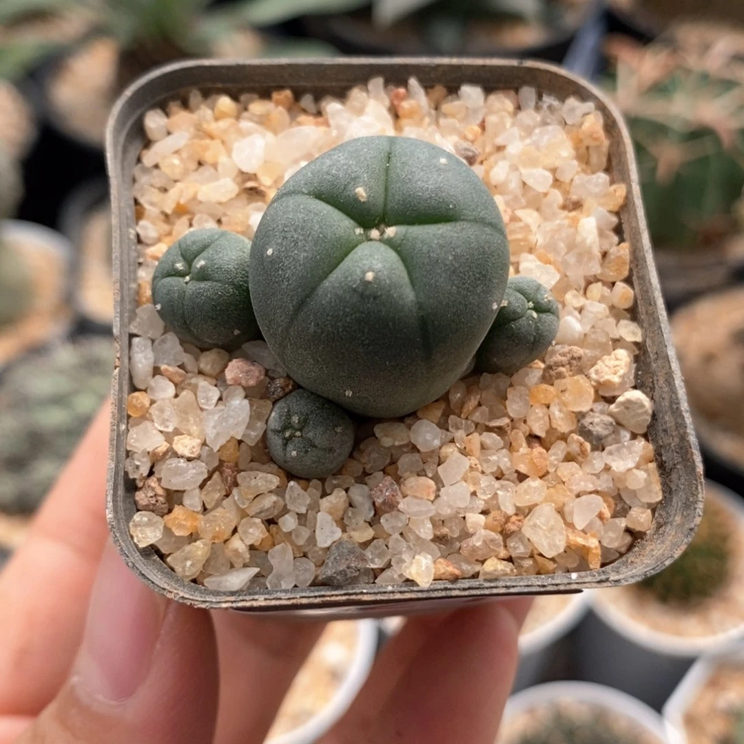 实生乌海鲜群3.6cm221